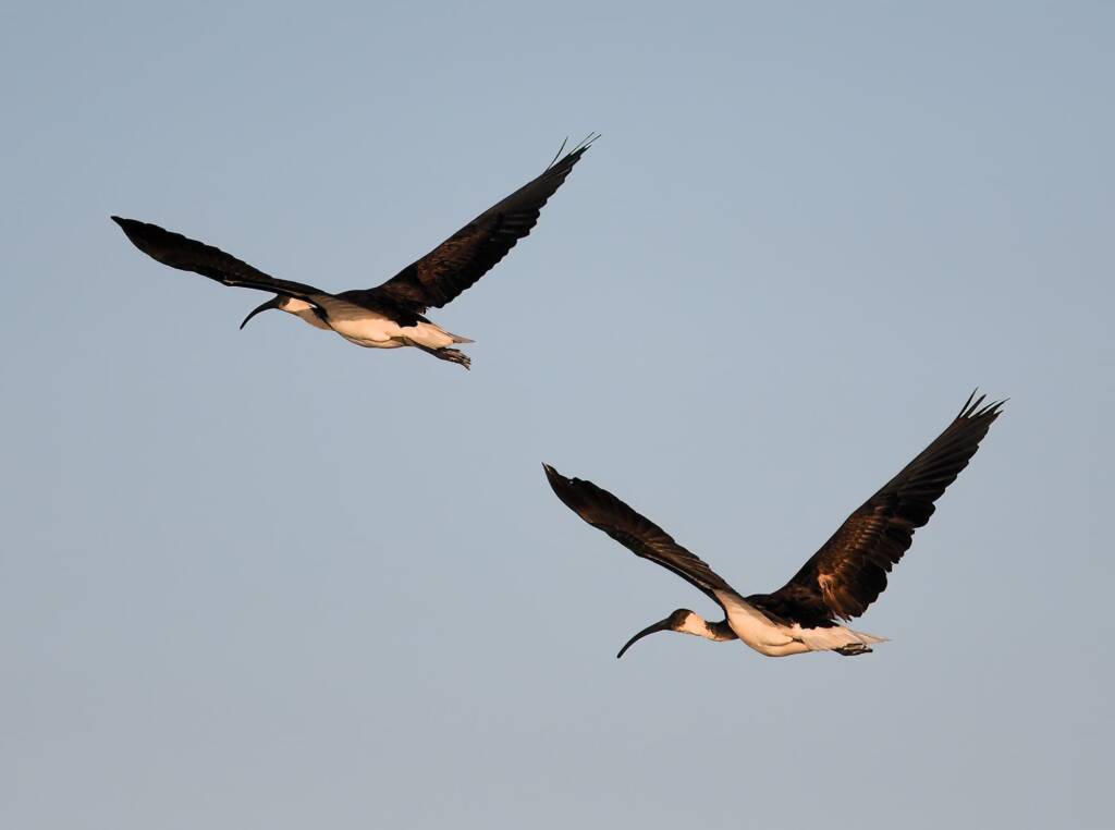 Straw-necked Ibis (Threskiornis spinicollis), Alice Springs Sewage Ponds, NT © Dorothy Latimer