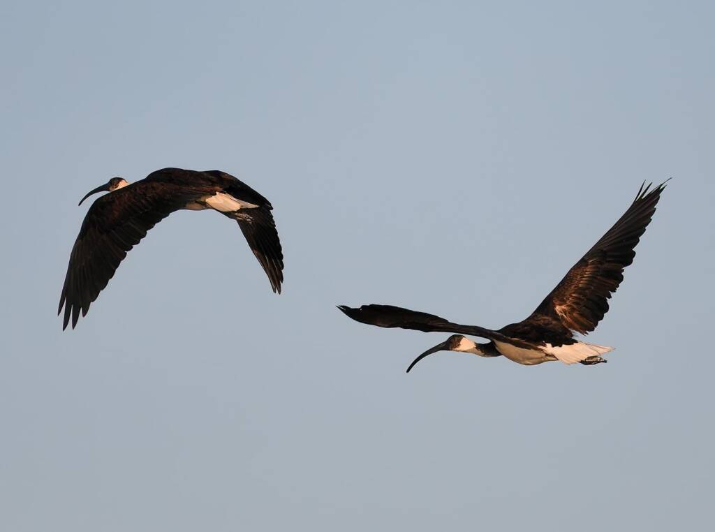 Straw-necked Ibis (Threskiornis spinicollis), Alice Springs Sewage Ponds, NT © Dorothy Latimer