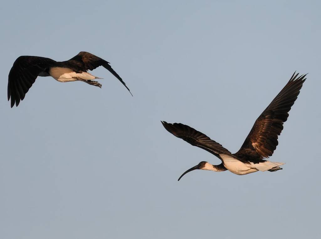 Straw-necked Ibis (Threskiornis spinicollis), Alice Springs Sewage Ponds, NT © Dorothy Latimer