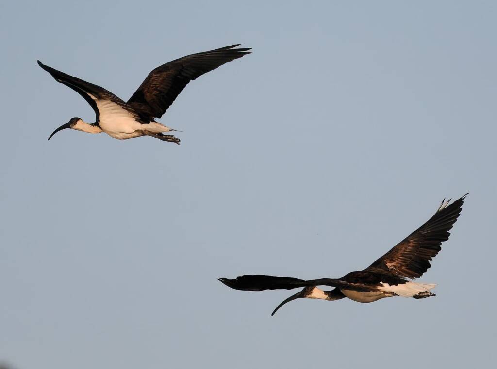 Straw-necked Ibis (Threskiornis spinicollis), Alice Springs Sewage Ponds, NT © Dorothy Latimer