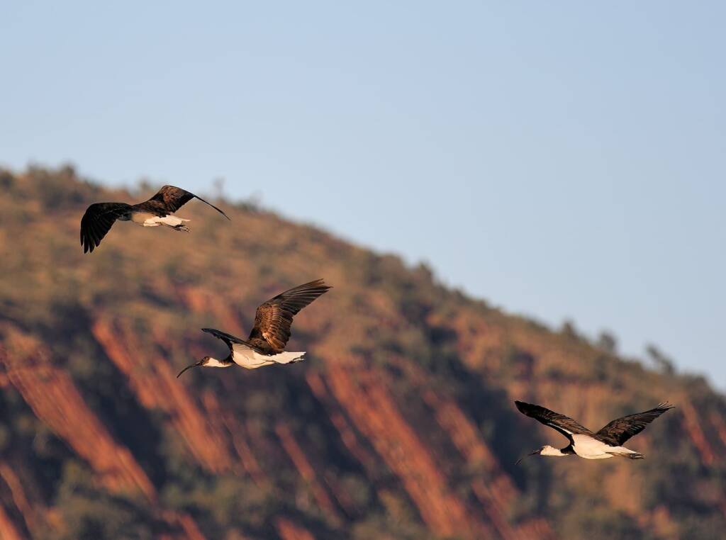 Straw-necked Ibis (Threskiornis spinicollis), Alice Springs Sewage Ponds, NT © Dorothy Latimer