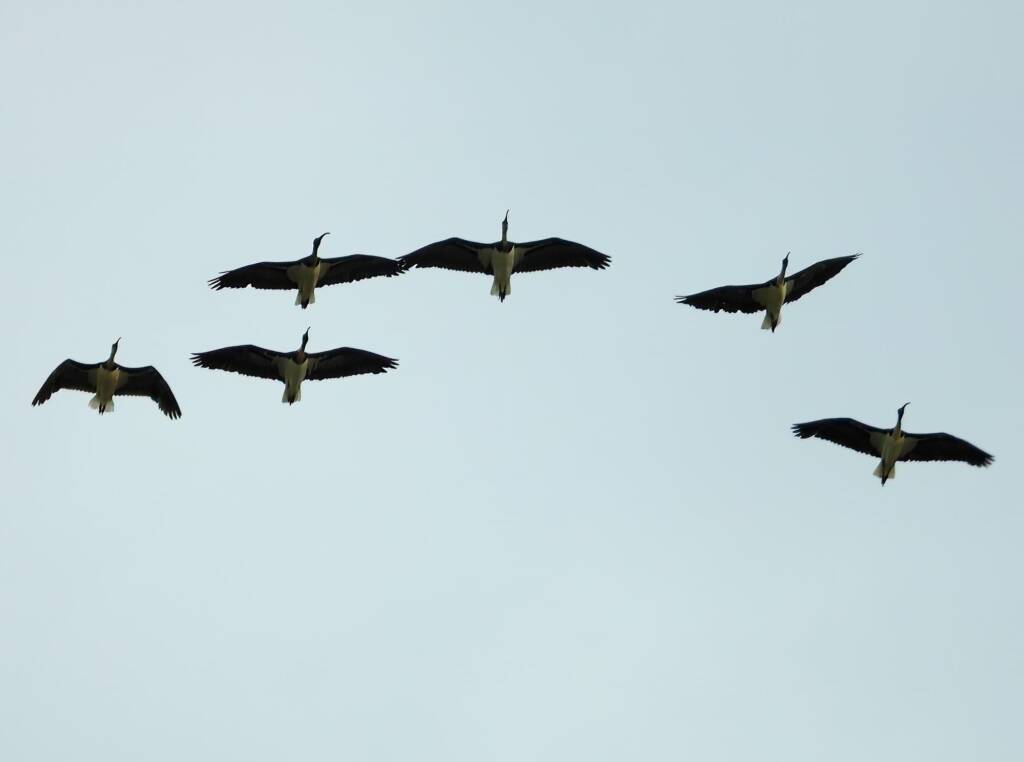 Straw-necked Ibis (Threskiornis spinicollis), Alice Springs Sewage Ponds, NT © Dorothy Latimer