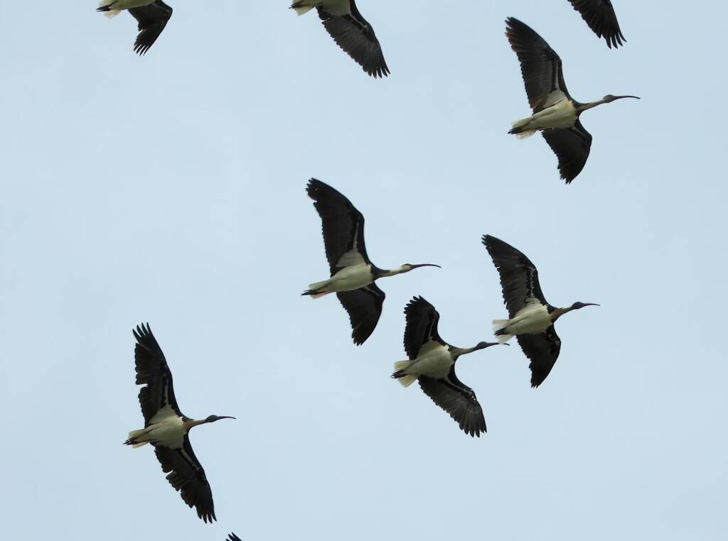 Straw-necked Ibis (Threskiornis spinicollis), Alice Springs Sewage Ponds, NT © Dorothy Latimer