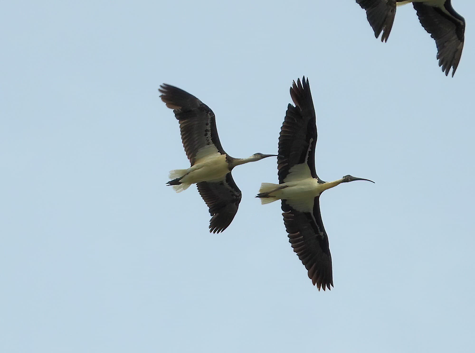 Straw-necked Ibis (Threskiornis spinicollis), Alice Springs Sewage Ponds, NT © Dorothy Latimer