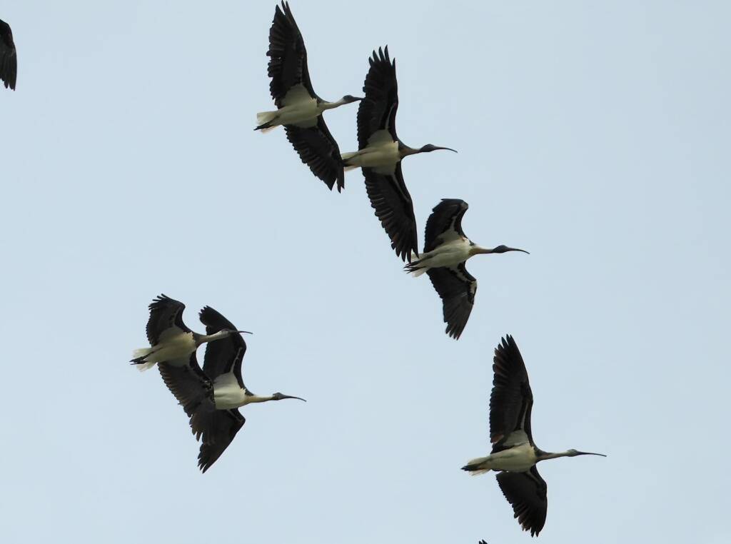 Straw-necked Ibis (Threskiornis spinicollis), Alice Springs Sewage Ponds, NT © Dorothy Latimer