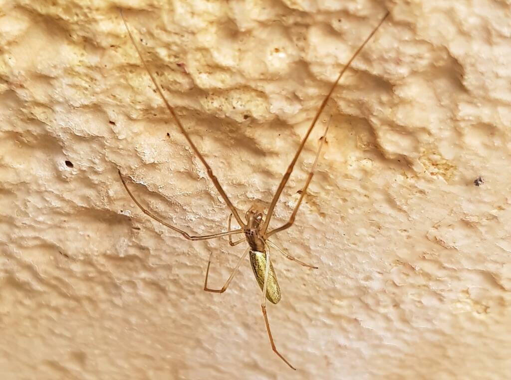 Long-jawed Orb Weaver (genus Tetragnatha), Alice Springs NT