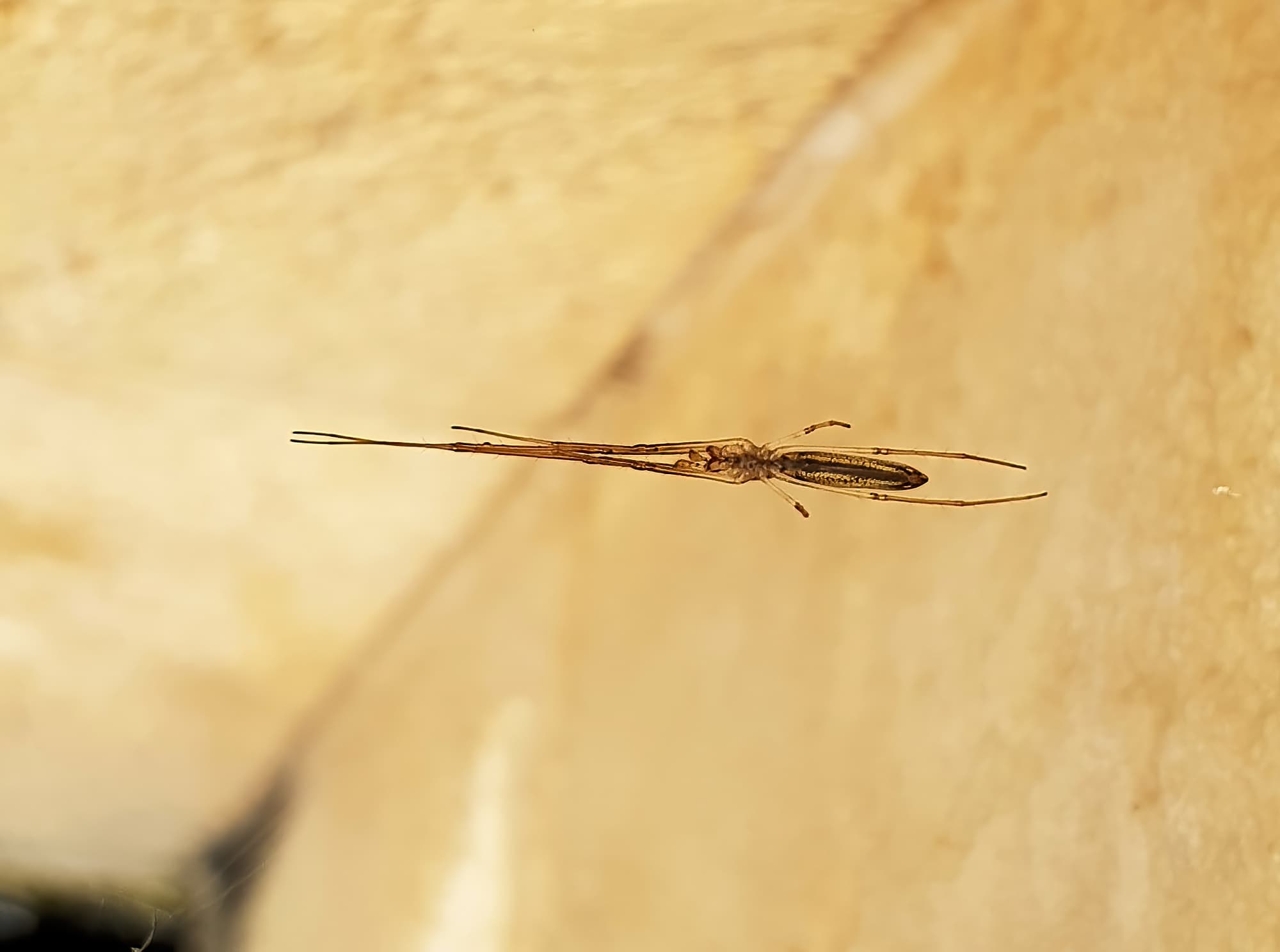 Long-jawed Orb Weaver (genus Tetragnatha), Alice Springs NT
