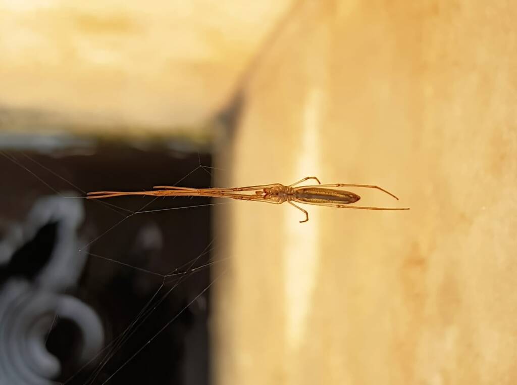 Long-jawed Orb Weaver (genus Tetragnatha), Alice Springs NT