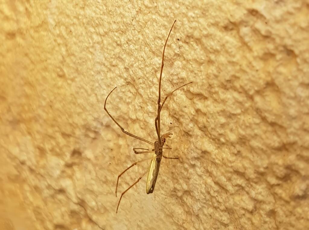 Long-jawed Orb Weaver (genus Tetragnatha), Alice Springs NT