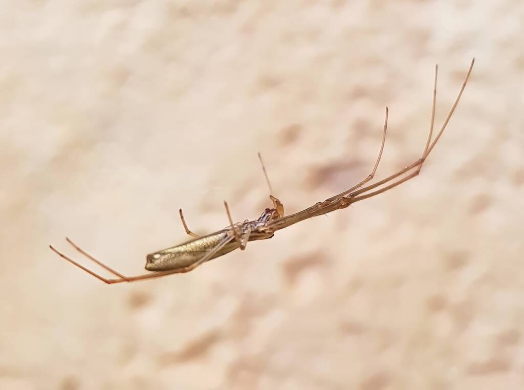 Long-jawed Orb Weaver (genus Tetragnatha), Alice Springs NT