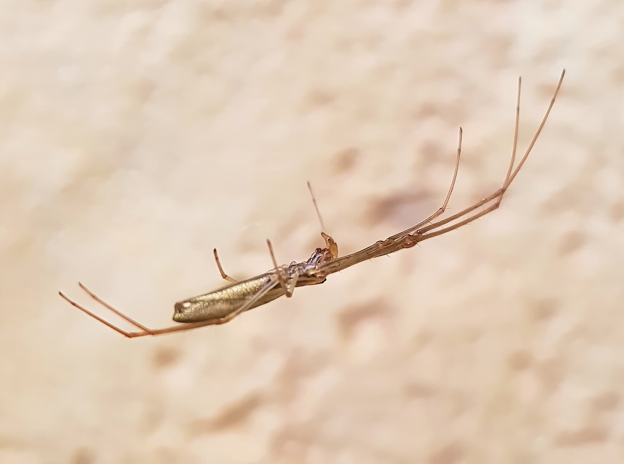 Long-jawed Orb Weaver (genus Tetragnatha), Alice Springs NT