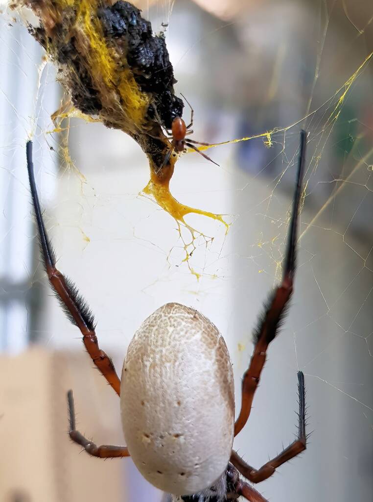 Gold colour of Trichonephila edulis web, Alice Springs NT