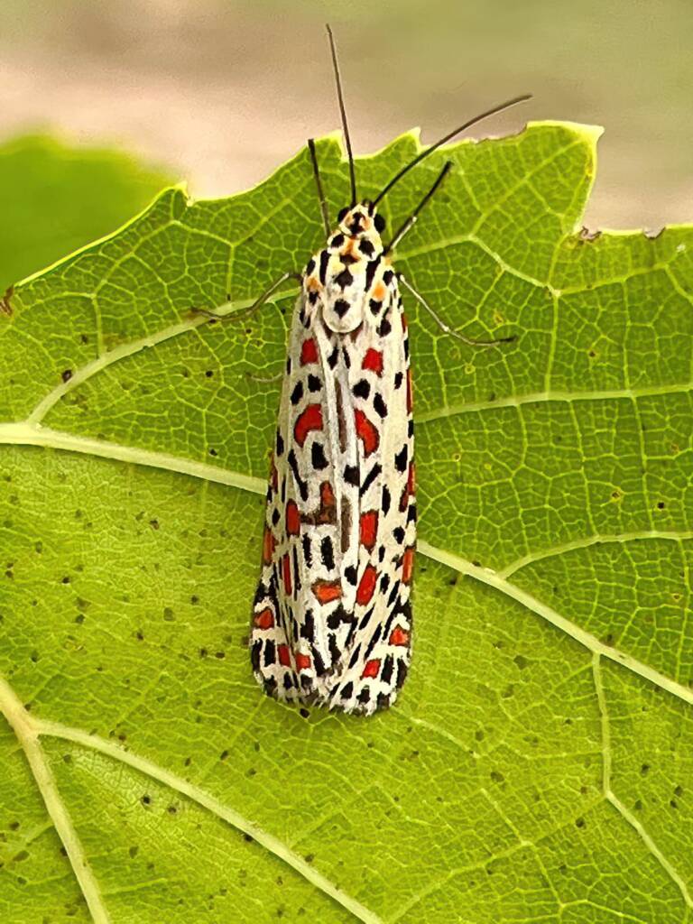 Crotalaria Moths (Utetheisa lotrix), Southwest QLD © Dianne Bickers