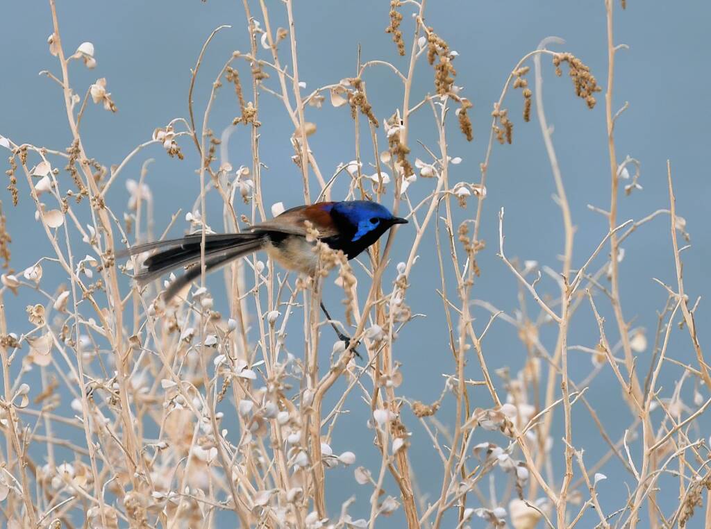 Variegated Fairywren (Malurus lamberti), Alice Springs Sewage Ponds, NT © Dorothy Latimer