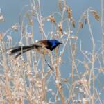 Variegated Fairywren (Malurus lamberti), Alice Springs Sewage Ponds, NT © Dorothy Latimer
