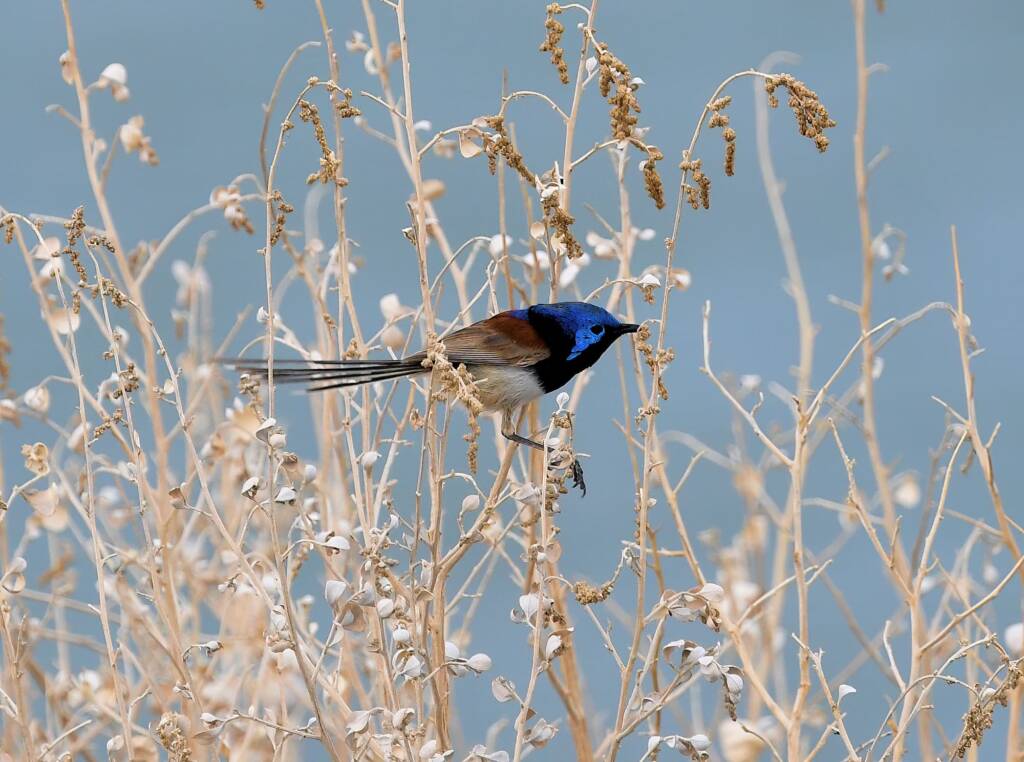 Variegated Fairywren (Malurus lamberti), Alice Springs Sewage Ponds, NT © Dorothy Latimer