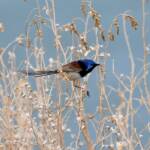 Variegated Fairywren (Malurus lamberti), Alice Springs Sewage Ponds, NT © Dorothy Latimer