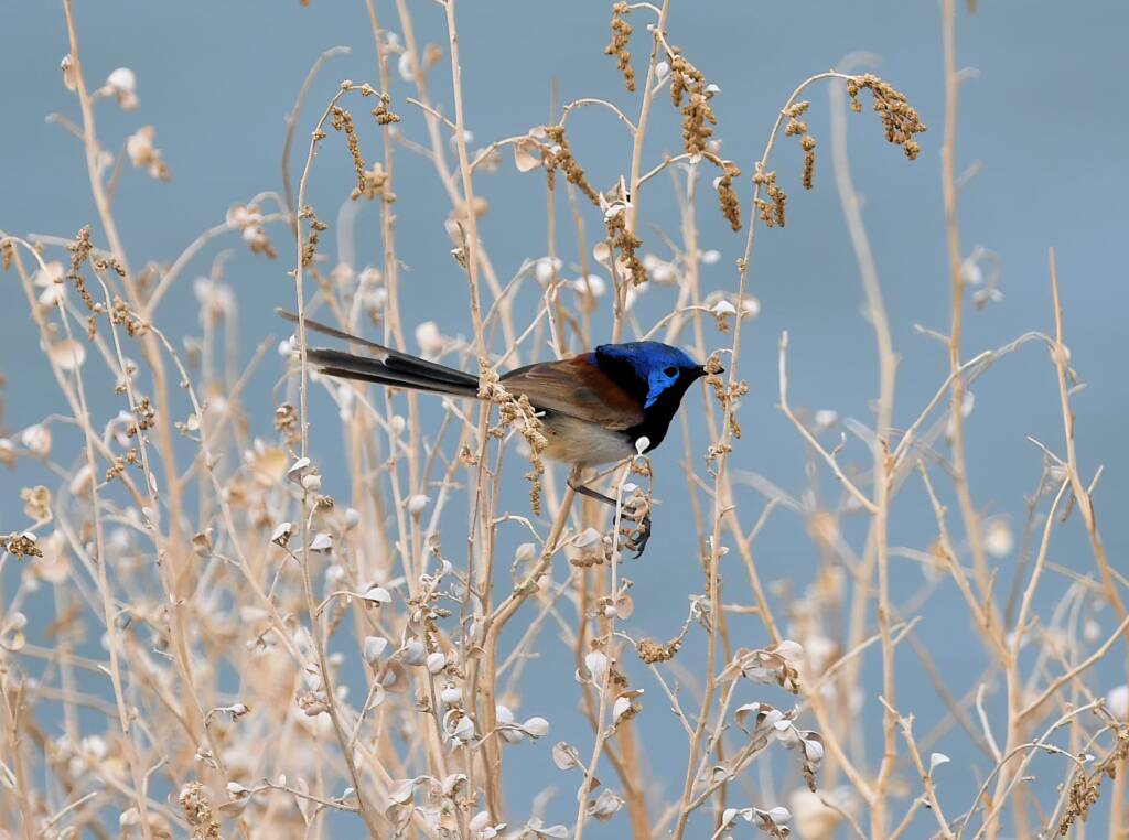 Variegated Fairywren (Malurus lamberti), Alice Springs Sewage Ponds, NT © Dorothy Latimer
