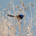 Variegated Fairywren (Malurus lamberti), Alice Springs Sewage Ponds, NT © Dorothy Latimer