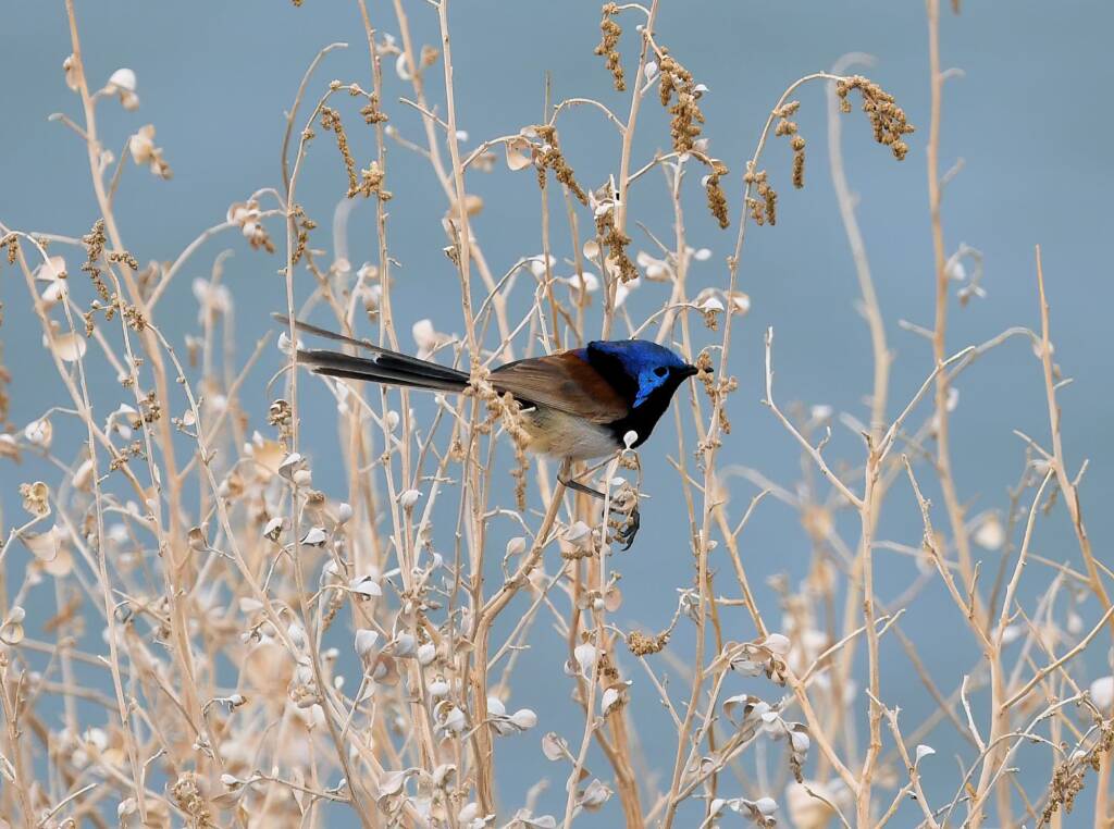 Variegated Fairywren (Malurus lamberti), Alice Springs Sewage Ponds, NT © Dorothy Latimer