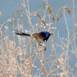Variegated Fairywren (Malurus lamberti), Alice Springs Sewage Ponds, NT © Dorothy Latimer