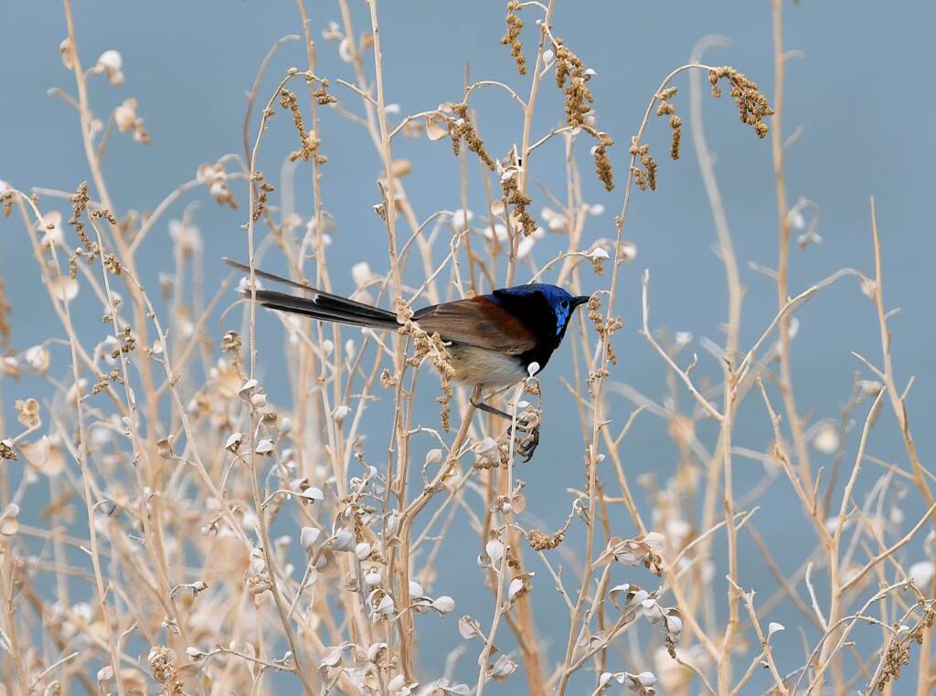 Variegated Fairywren (Malurus lamberti), Alice Springs Sewage Ponds, NT © Dorothy Latimer