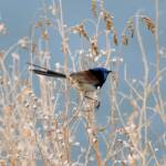 Variegated Fairywren (Malurus lamberti), Alice Springs Sewage Ponds, NT © Dorothy Latimer