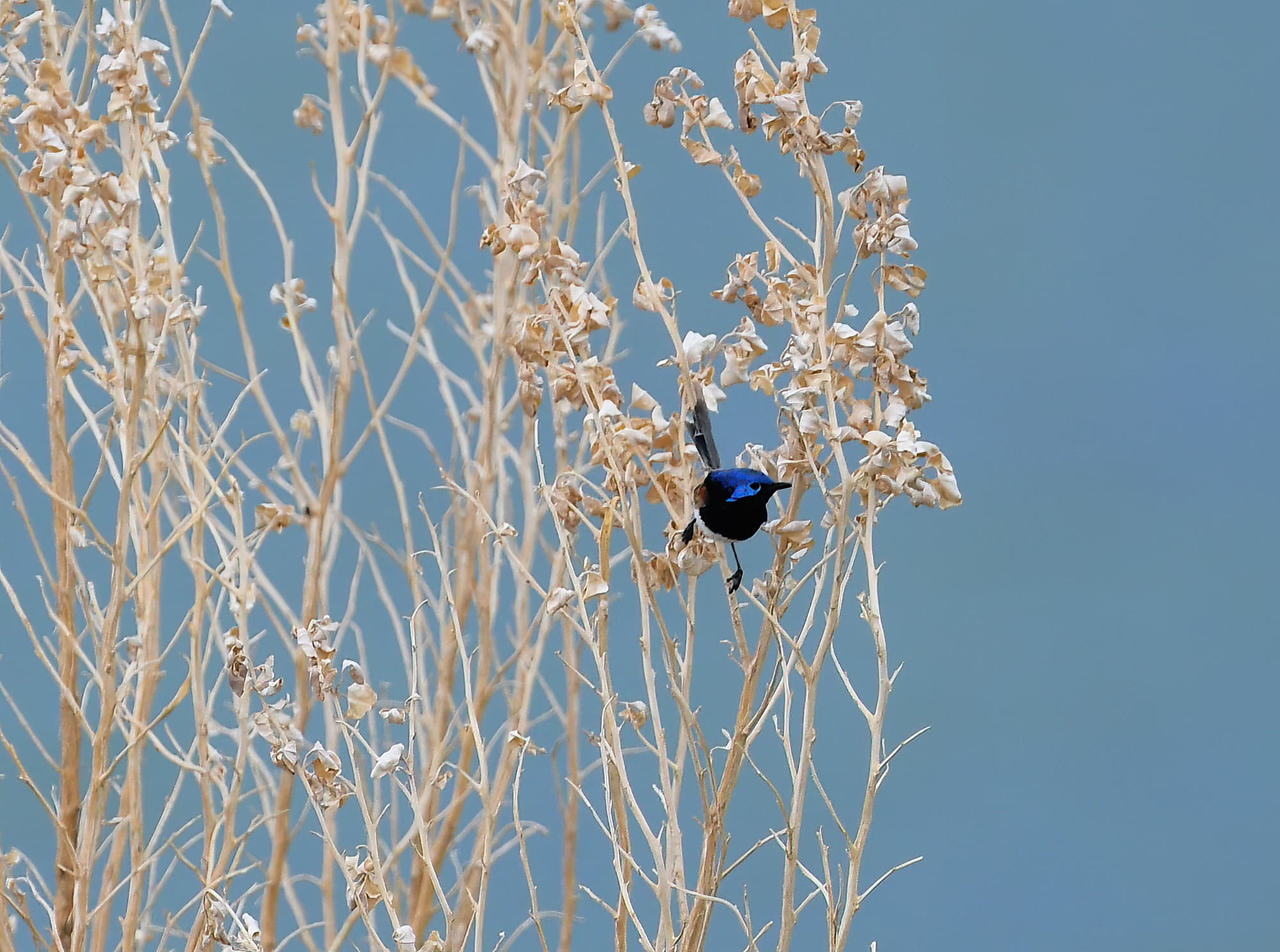 Variegated Fairywren (Malurus lamberti), Alice Springs Sewage Ponds, NT © Dorothy Latimer