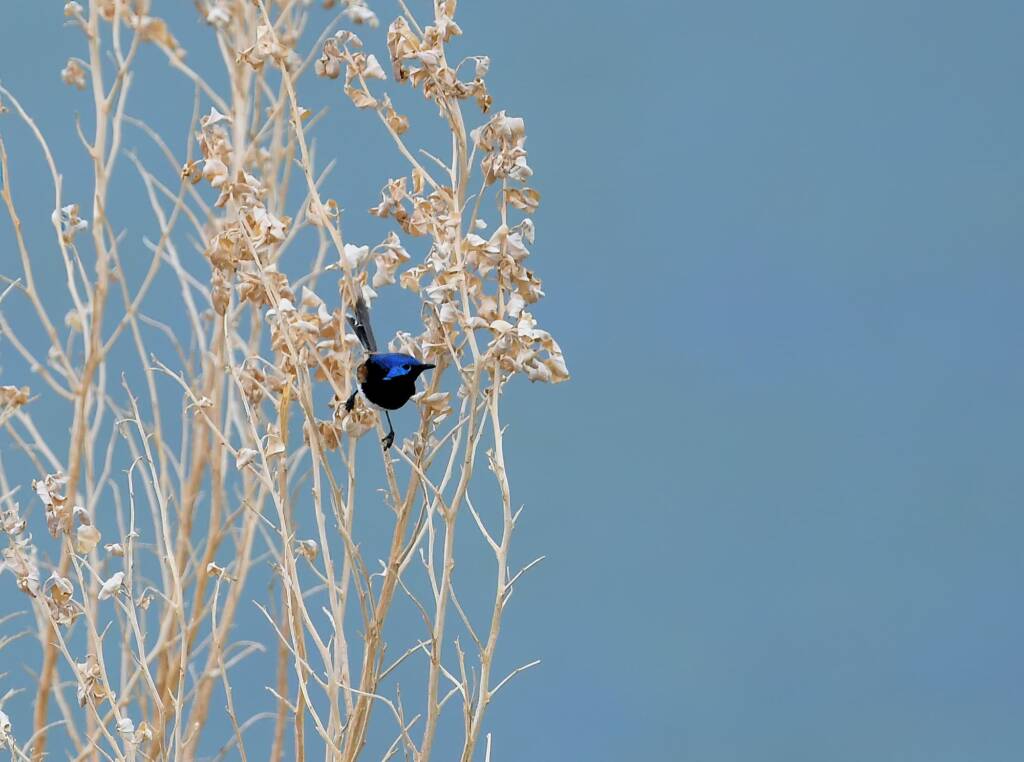 Variegated Fairywren (Malurus lamberti), Alice Springs Sewage Ponds, NT © Dorothy Latimer