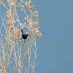 Variegated Fairywren (Malurus lamberti), Alice Springs Sewage Ponds, NT © Dorothy Latimer