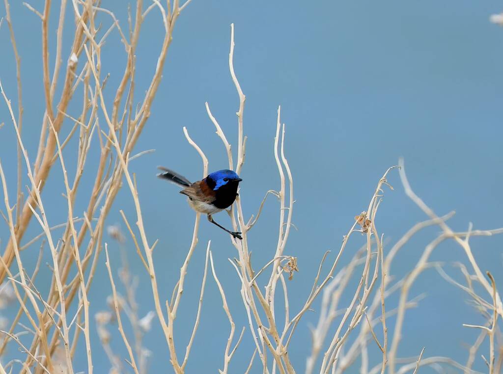 Variegated Fairywren (Malurus lamberti), Alice Springs Sewage Ponds, NT © Dorothy Latimer