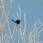 Variegated Fairywren (Malurus lamberti), Alice Springs Sewage Ponds, NT © Dorothy Latimer
