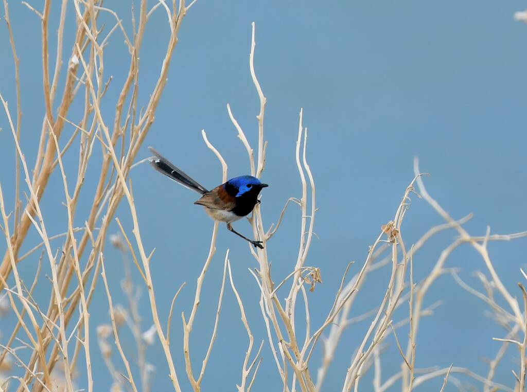 Variegated Fairywren (Malurus lamberti), Alice Springs Sewage Ponds, NT © Dorothy Latimer