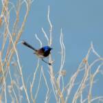 Variegated Fairywren (Malurus lamberti), Alice Springs Sewage Ponds, NT © Dorothy Latimer
