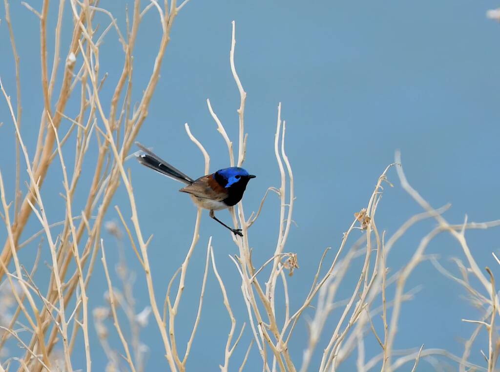 Variegated Fairywren (Malurus lamberti), Alice Springs Sewage Ponds, NT © Dorothy Latimer