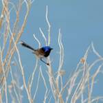 Variegated Fairywren (Malurus lamberti), Alice Springs Sewage Ponds, NT © Dorothy Latimer