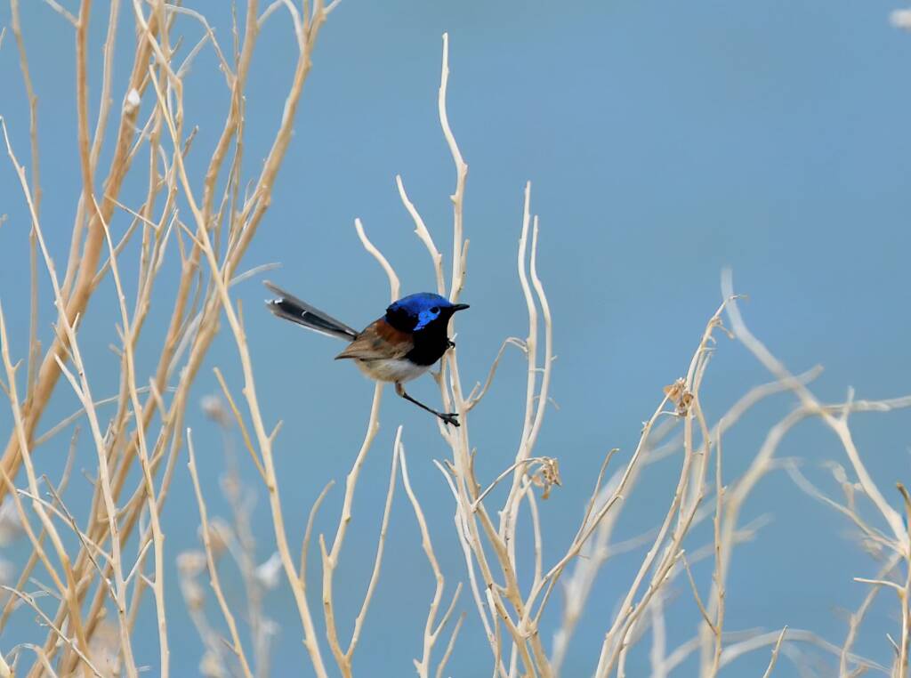 Variegated Fairywren (Malurus lamberti), Alice Springs Sewage Ponds, NT © Dorothy Latimer