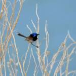 Variegated Fairywren (Malurus lamberti), Alice Springs Sewage Ponds, NT © Dorothy Latimer