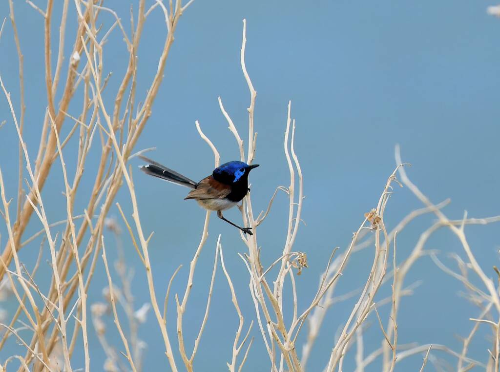 Variegated Fairywren (Malurus lamberti), Alice Springs Sewage Ponds, NT © Dorothy Latimer