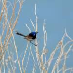 Variegated Fairywren (Malurus lamberti), Alice Springs Sewage Ponds, NT © Dorothy Latimer