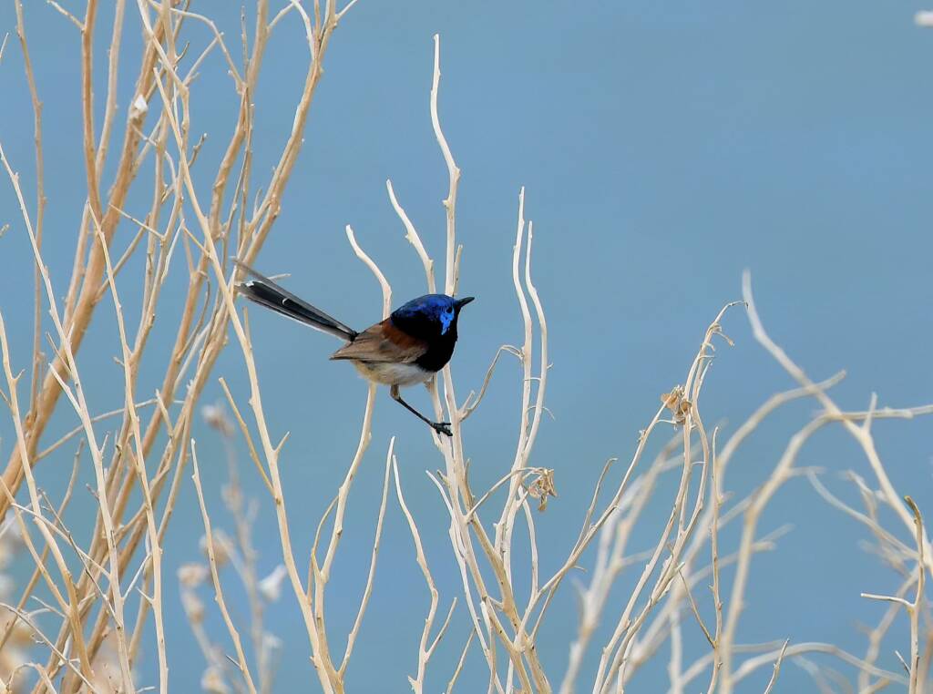 Variegated Fairywren (Malurus lamberti), Alice Springs Sewage Ponds, NT © Dorothy Latimer