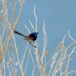 Variegated Fairywren (Malurus lamberti), Alice Springs Sewage Ponds, NT © Dorothy Latimer