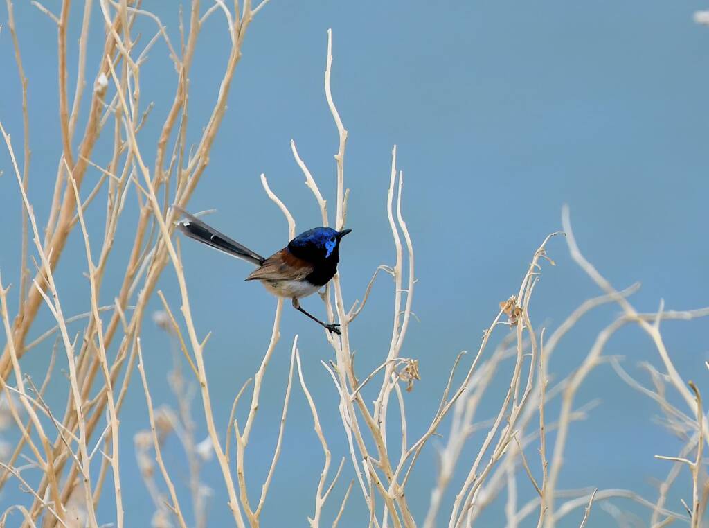 Variegated Fairywren (Malurus lamberti), Alice Springs Sewage Ponds, NT © Dorothy Latimer