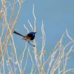 Variegated Fairywren (Malurus lamberti), Alice Springs Sewage Ponds, NT © Dorothy Latimer