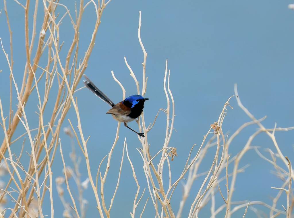 Variegated Fairywren (Malurus lamberti), Alice Springs Sewage Ponds, NT © Dorothy Latimer