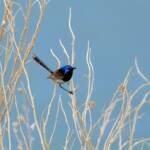Variegated Fairywren (Malurus lamberti), Alice Springs Sewage Ponds, NT © Dorothy Latimer