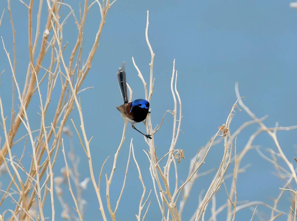 Variegated Fairywren (Malurus lamberti), Alice Springs Sewage Ponds, NT © Dorothy Latimer
