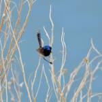 Variegated Fairywren (Malurus lamberti), Alice Springs Sewage Ponds, NT © Dorothy Latimer