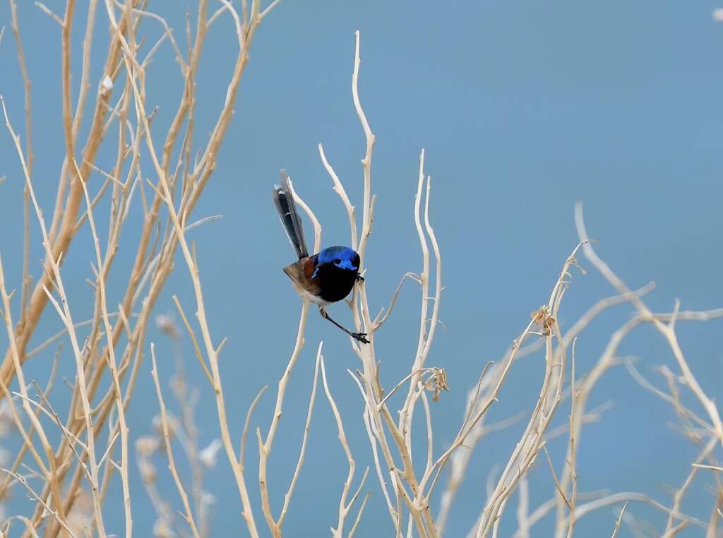 Variegated Fairywren (Malurus lamberti), Alice Springs Sewage Ponds, NT © Dorothy Latimer