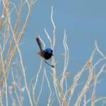 Variegated Fairywren (Malurus lamberti), Alice Springs Sewage Ponds, NT © Dorothy Latimer